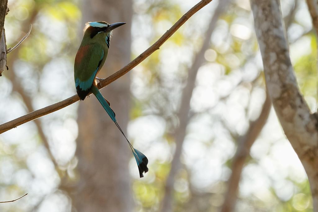 Centro Ecoturistico Flor De Pochote El Pochote Zewnętrze zdjęcie